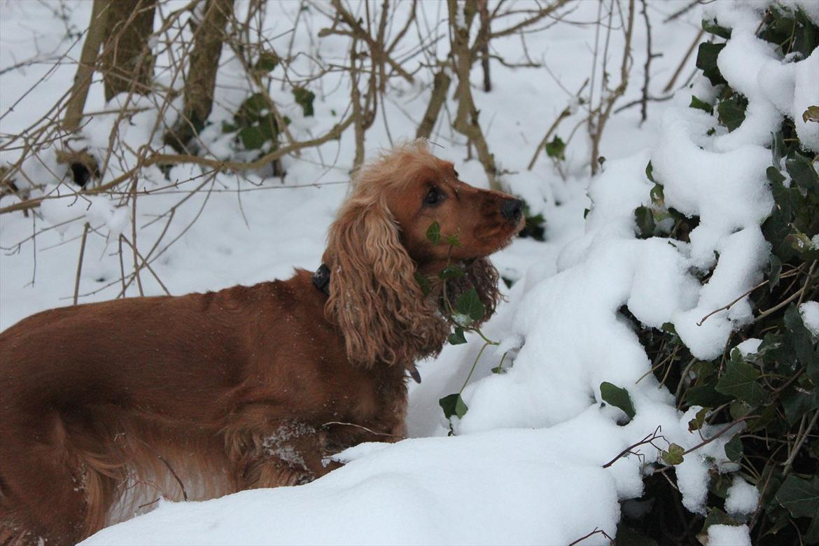 Cocker spaniel <3 Kit <3 billede 7
