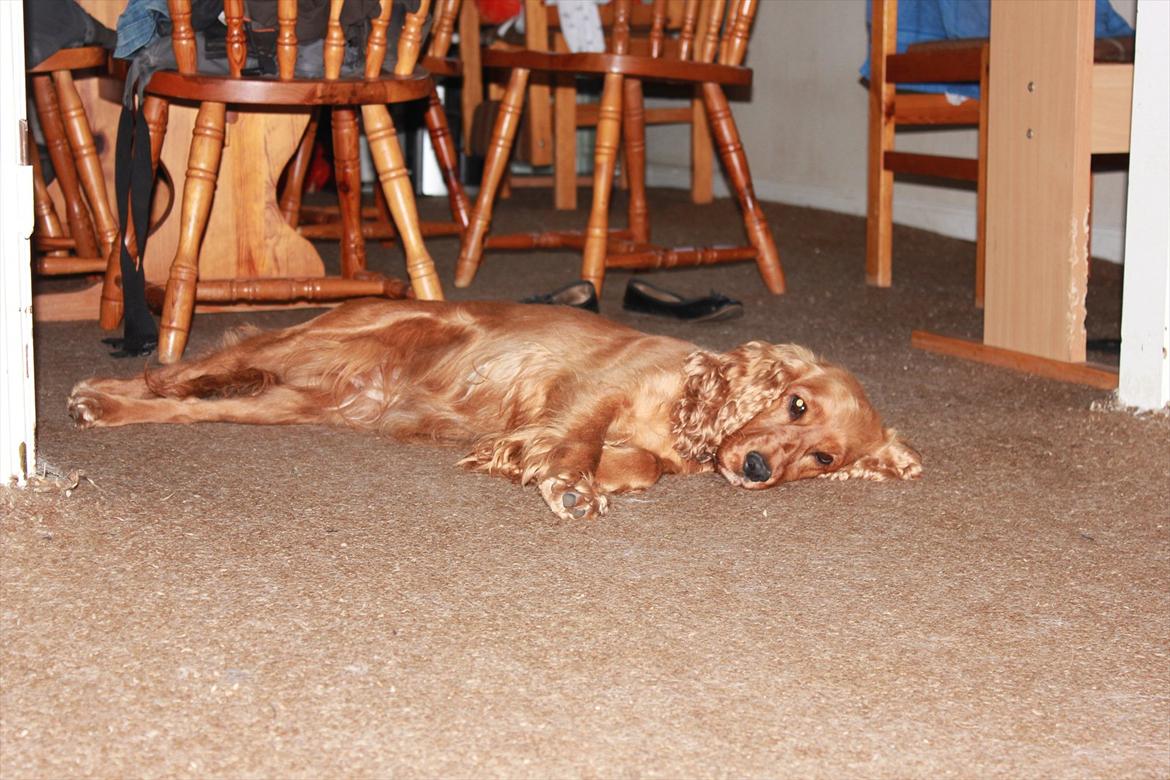 Cocker spaniel <3 Kit <3 billede 10