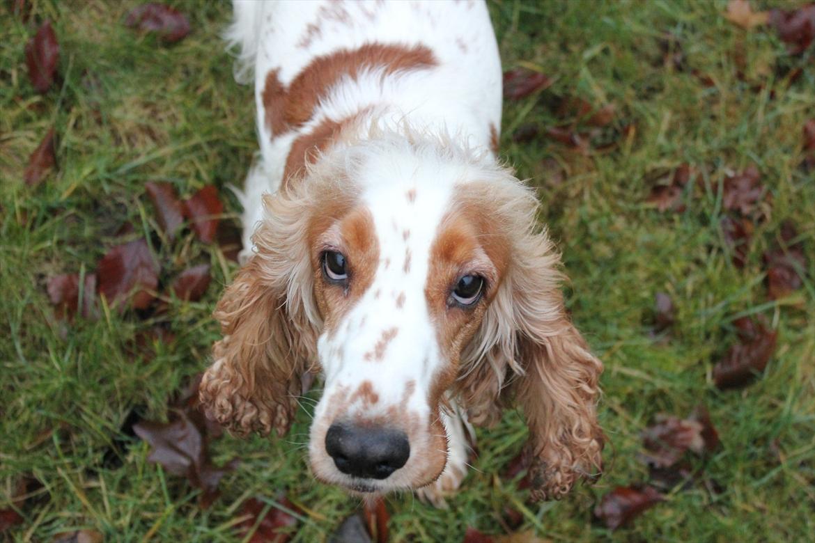 Cocker spaniel <3 Molly <3 billede 5