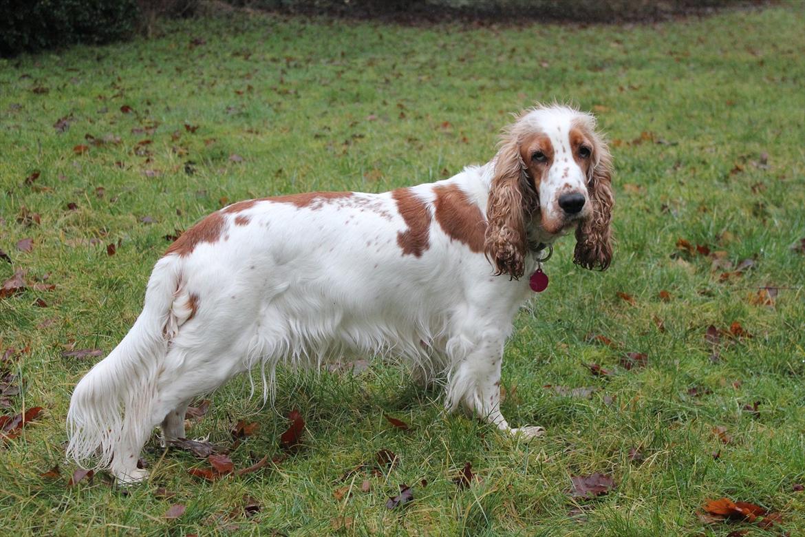 Cocker spaniel <3 Molly <3 billede 4