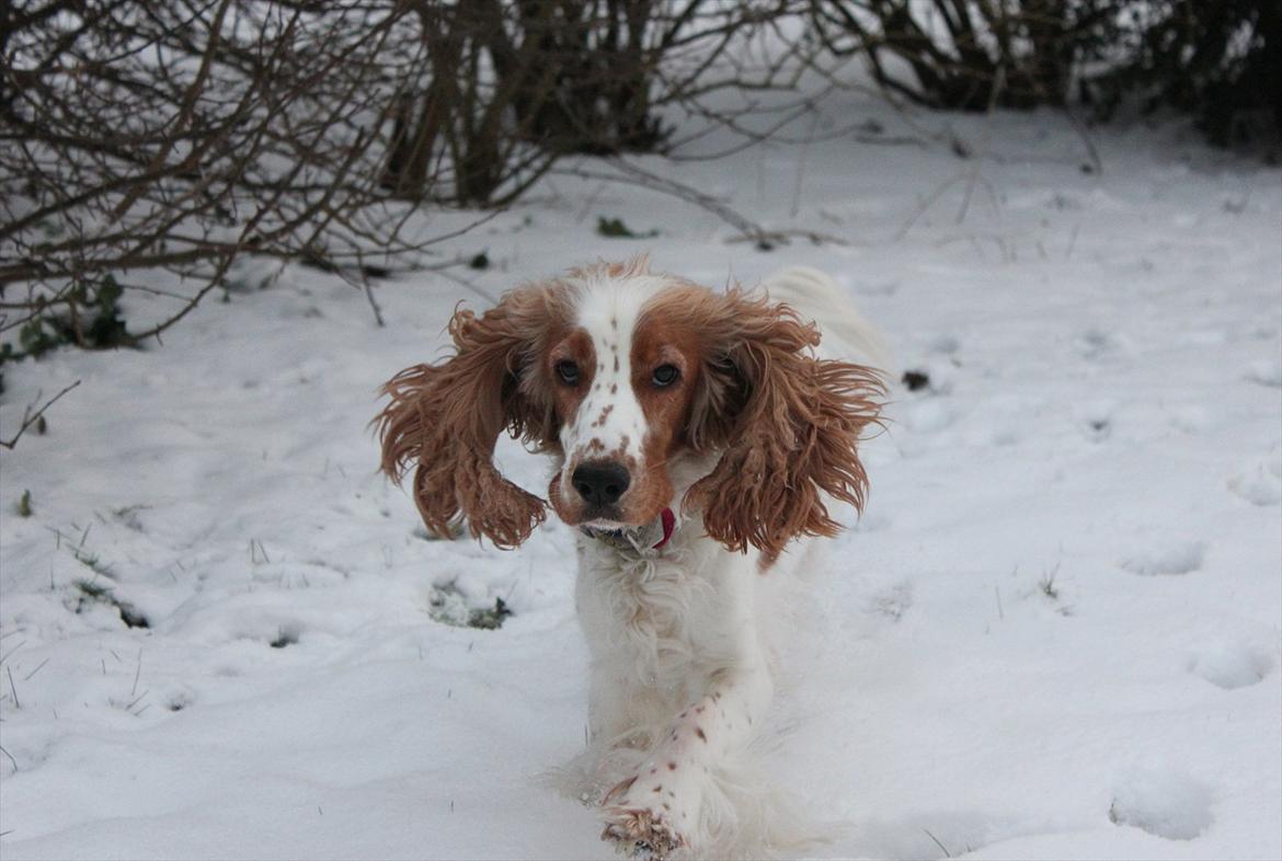 Cocker spaniel <3 Molly <3 billede 2