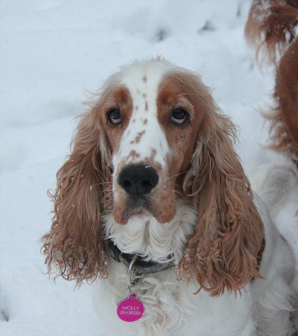 Cocker spaniel <3 Molly <3 - (ny)´09 Hejsa...Ja der er så mig der er molly og velkommen til min profil billede 1