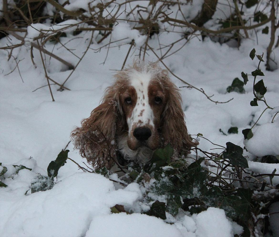 Cocker spaniel <3 Molly <3 billede 3