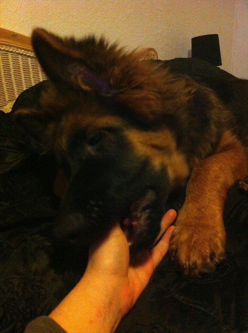 Schæferhund Langtoftens Cato - tygger lige lidt på mors hånd billede 11