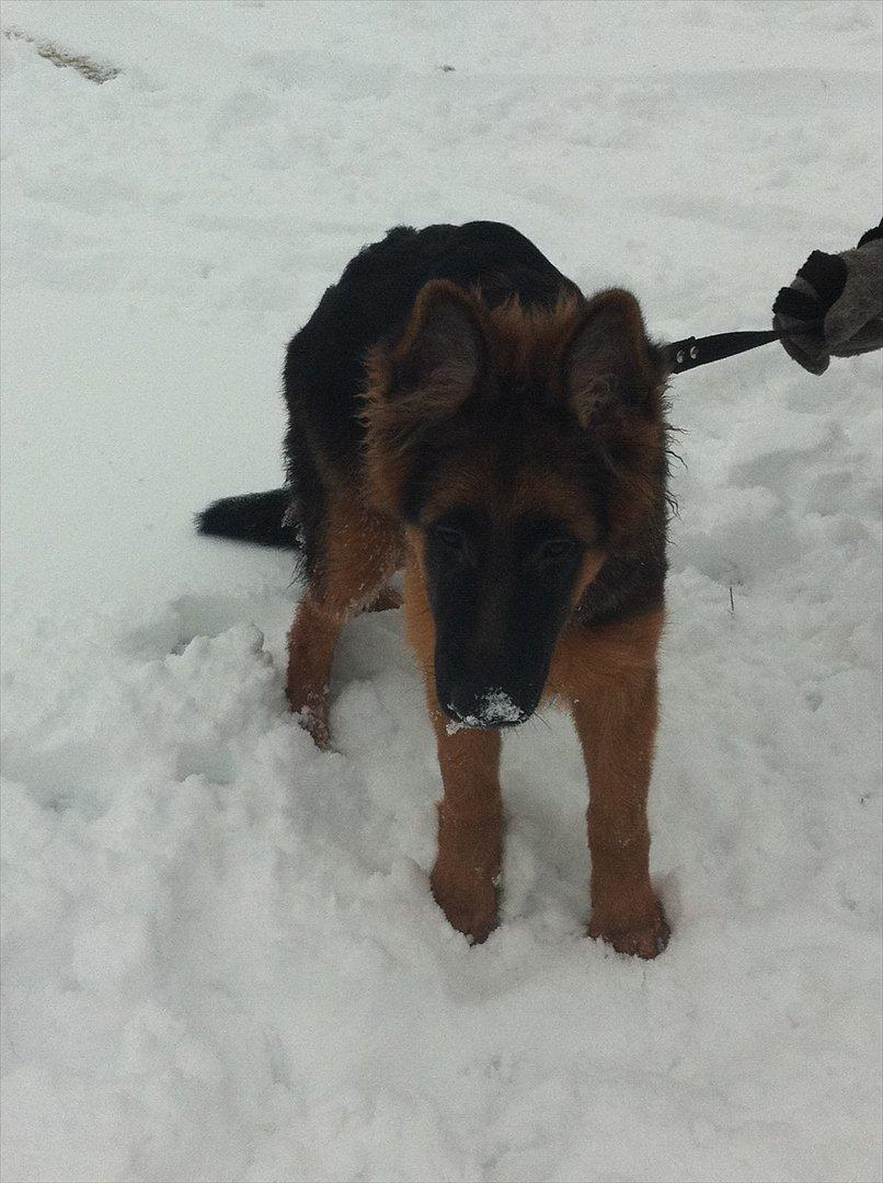 Schæferhund Langtoftens Cato - min første sne  billede 12
