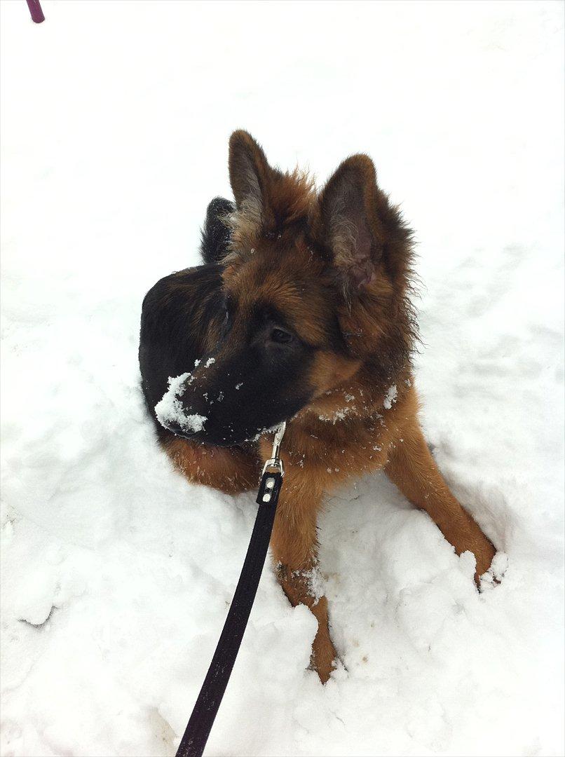 Schæferhund Langtoftens Cato - sne sne sne .... billede 13