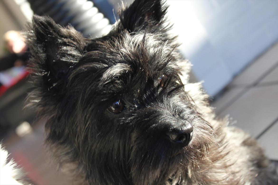 Cairn terrier Mathilde  - Min lille Baby!! billede 13