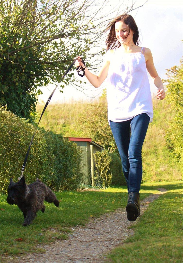 Cairn terrier Mathilde  billede 14