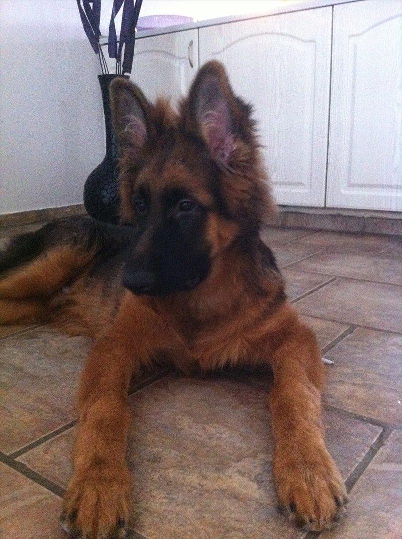 Schæferhund Langtoftens Cato - dejlig dreng 5 mdr billede 16