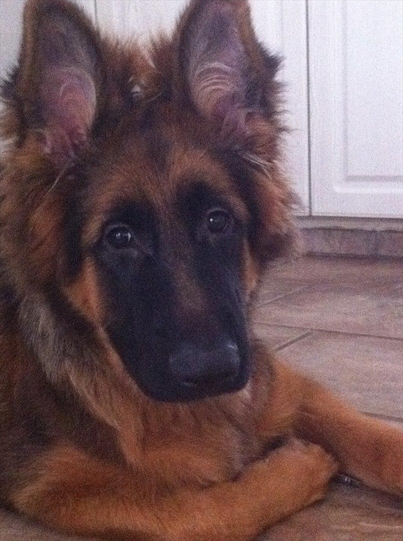 Schæferhund Langtoftens Cato - jeg er sååå sød billede 17