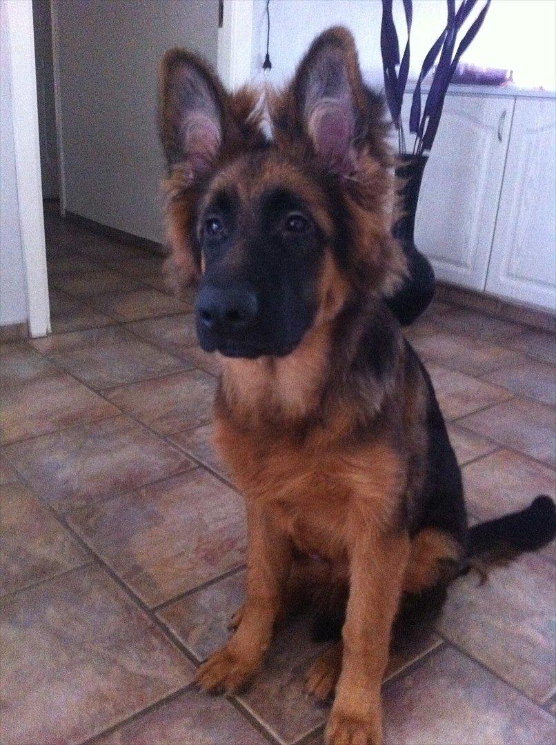 Schæferhund Langtoftens Cato - min dejlige cato 5 mdr  billede 18