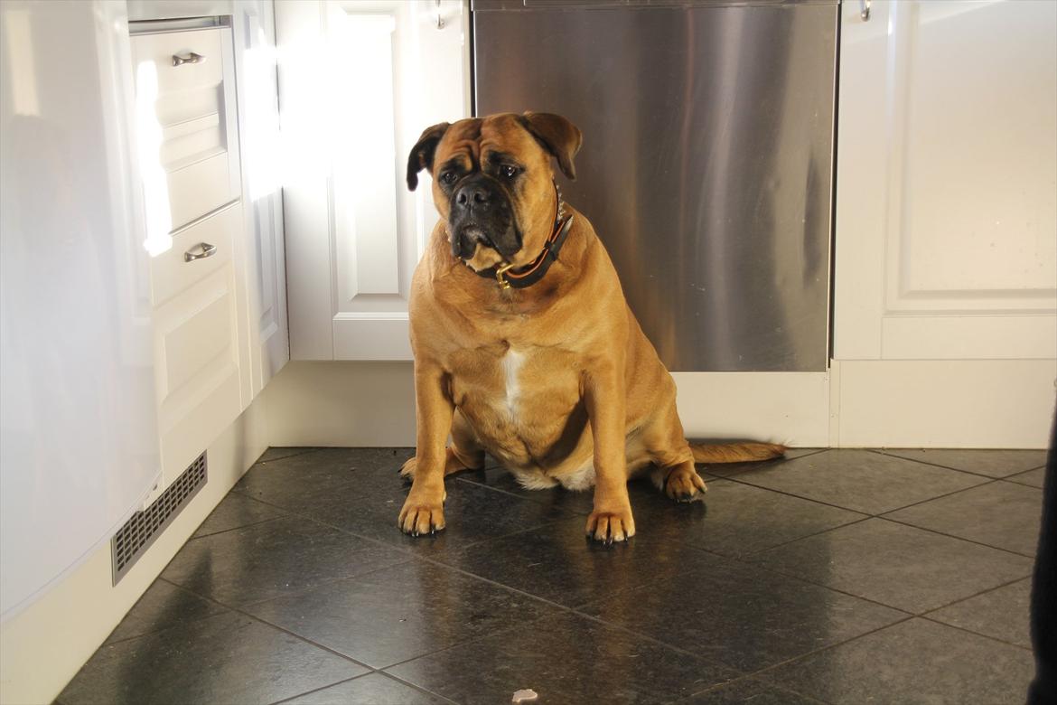 Olde english bulldogge Raffe billede 1