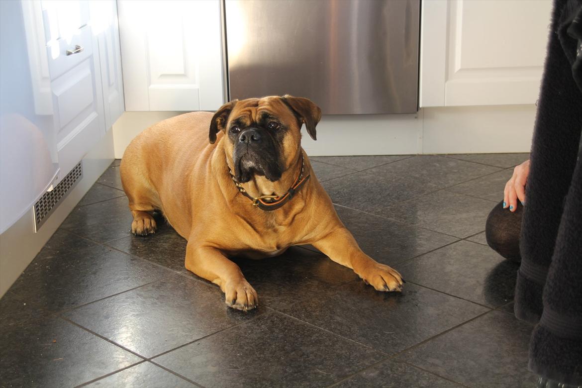 Olde english bulldogge Raffe billede 2