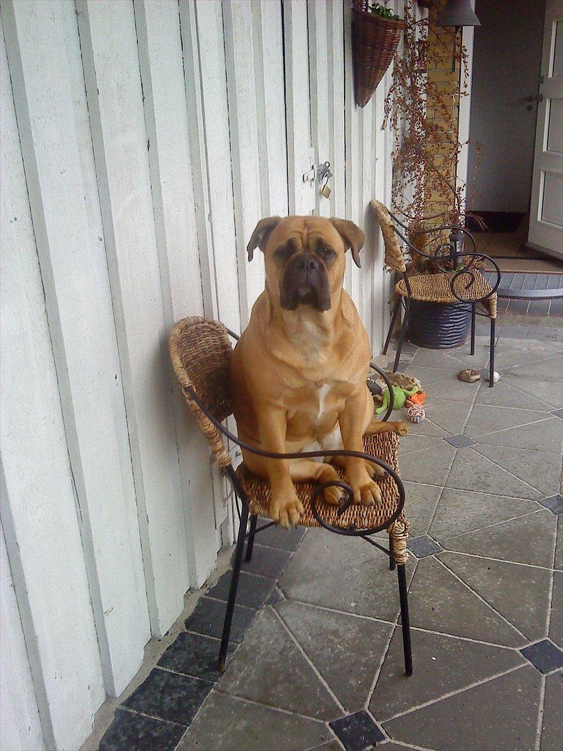 Olde english bulldogge Raffe billede 3