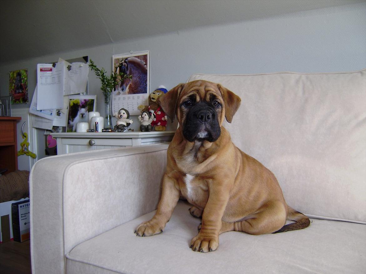 Olde english bulldogge Raffe billede 4