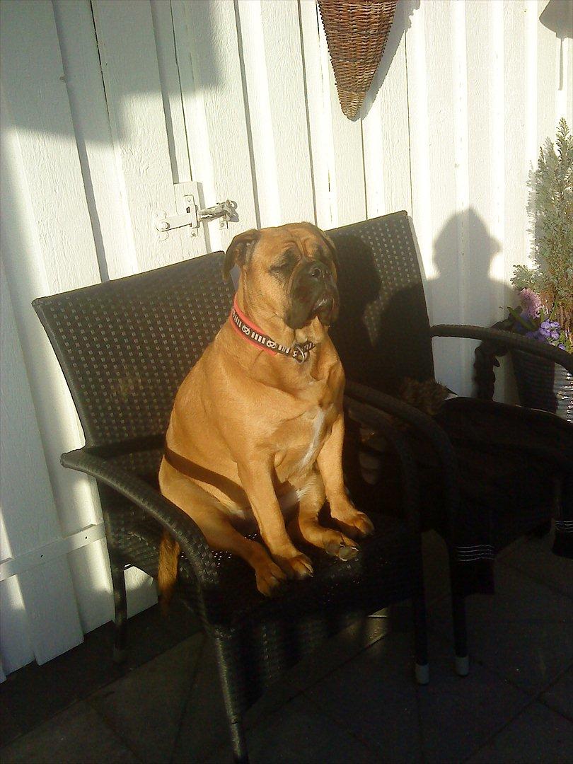 Olde english bulldogge Raffe billede 5