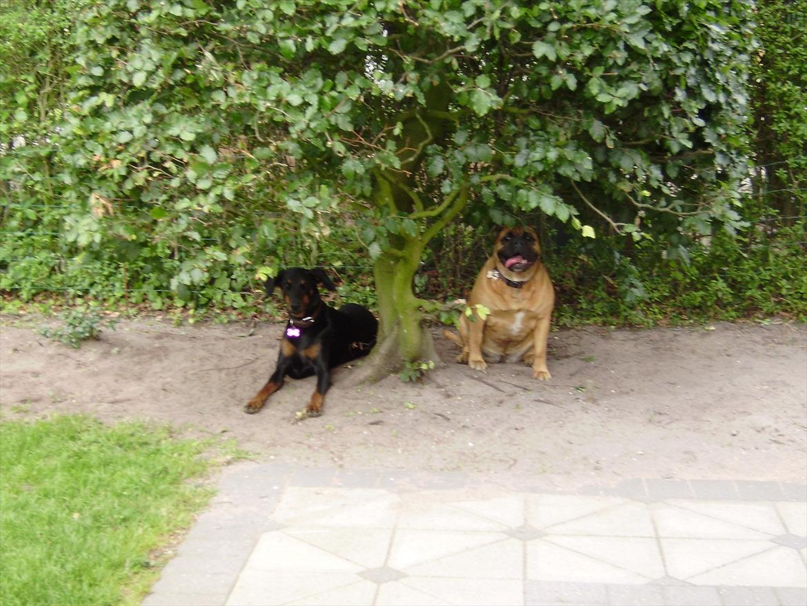 Olde english bulldogge Raffe - puu holder lige time out, det er hårdt at lege med naboens vuffe billede 6