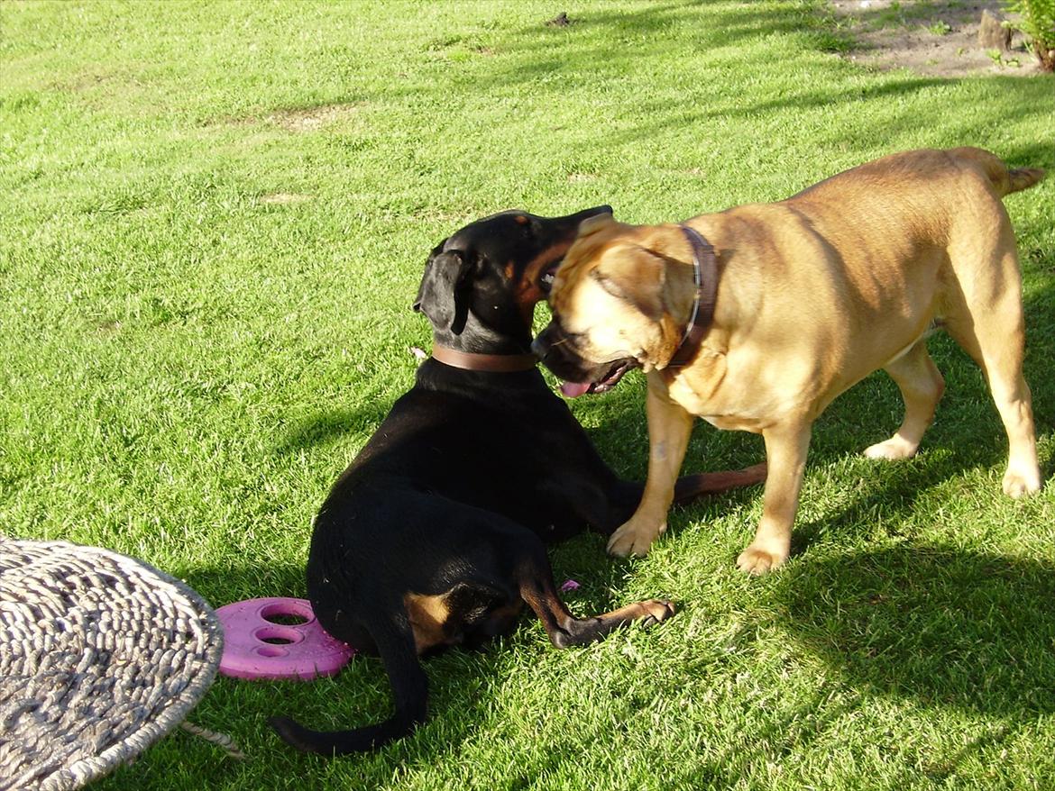 Olde english bulldogge Raffe billede 7