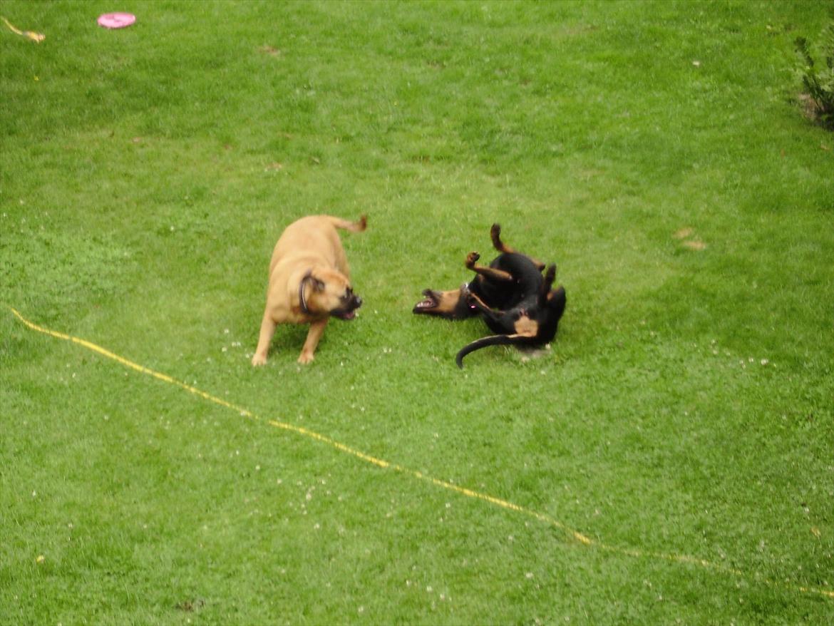 Olde english bulldogge Raffe billede 9
