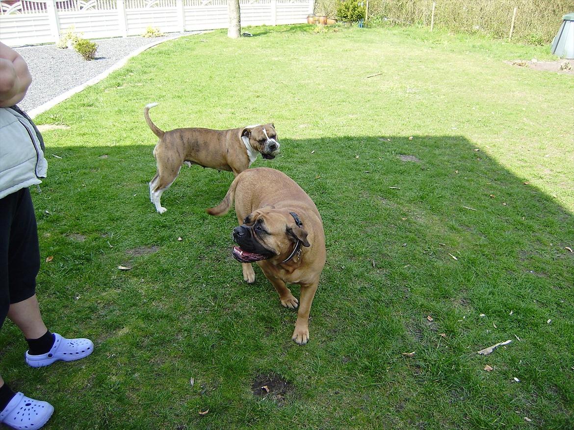 Olde english bulldogge Raffe billede 10