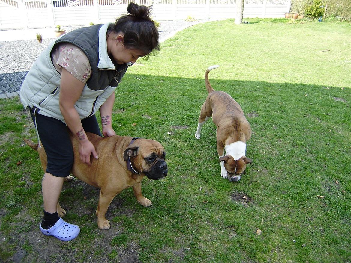 Olde english bulldogge Raffe - marie hvor raffe er købt er  på besøg med hendes oeb billede 11