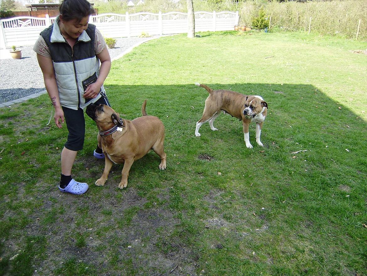 Olde english bulldogge Raffe billede 12
