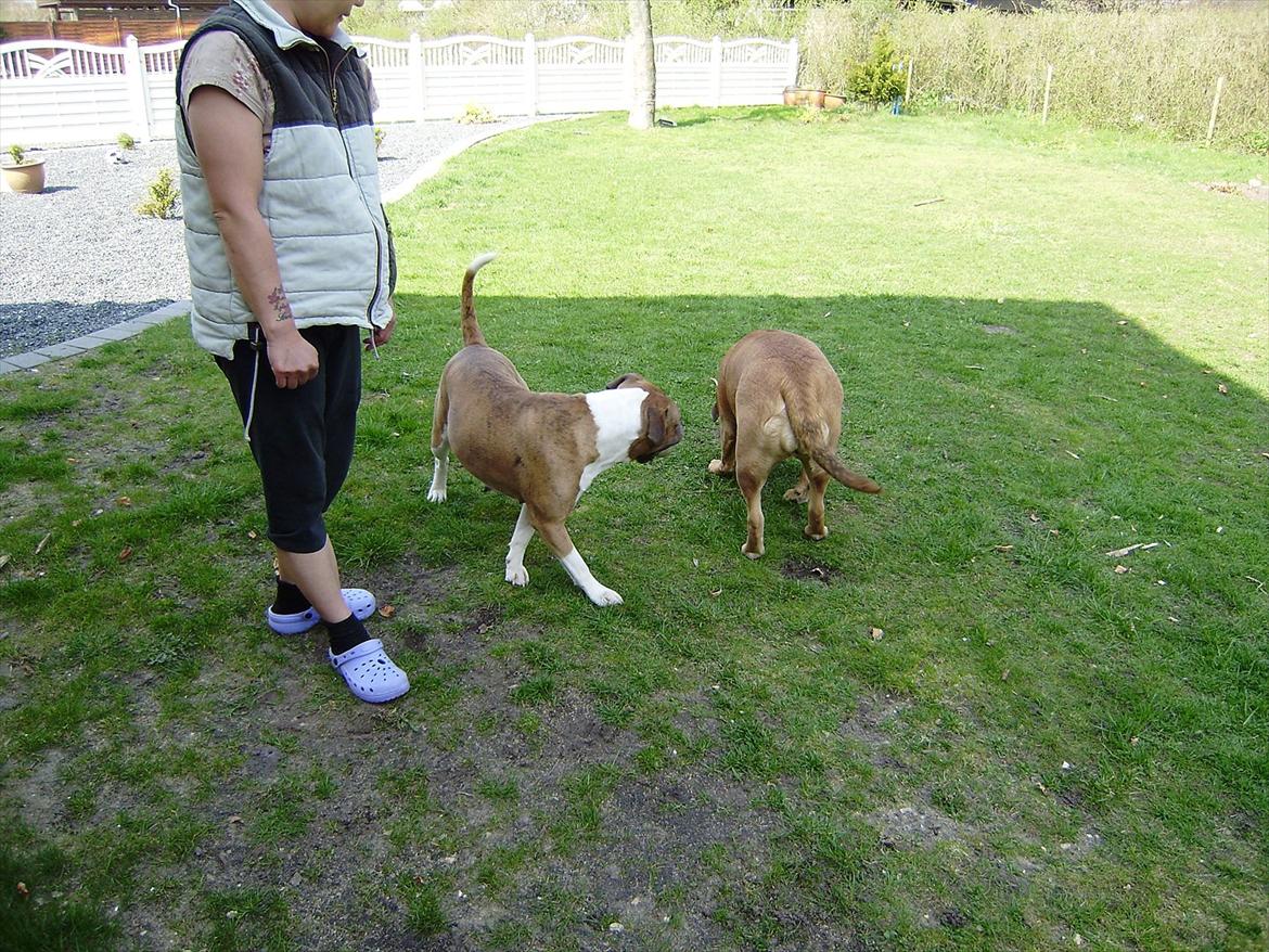 Olde english bulldogge Raffe billede 13