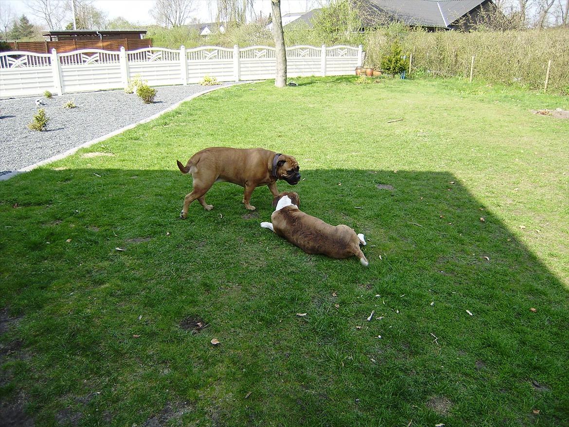 Olde english bulldogge Raffe billede 14