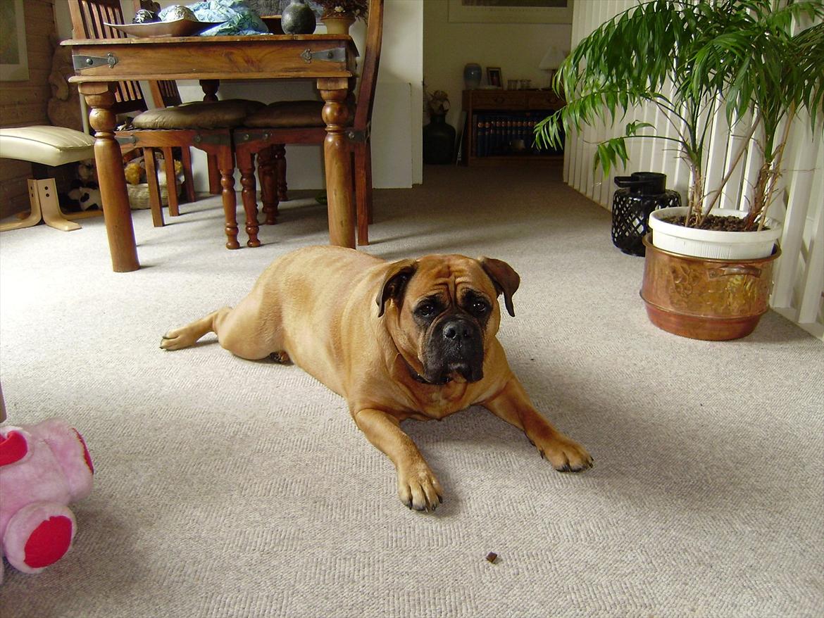 Olde english bulldogge Raffe billede 15