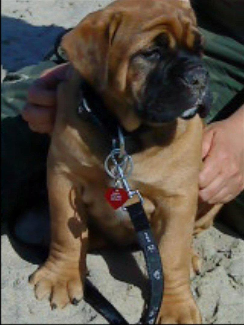 Olde english bulldogge Raffe billede 16