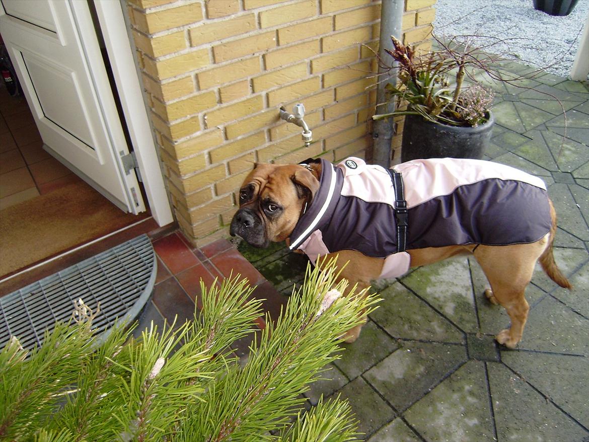 Olde english bulldogge Raffe - Dumme dumme mor, jeg behøver da ikke det der på ryggen. billede 17