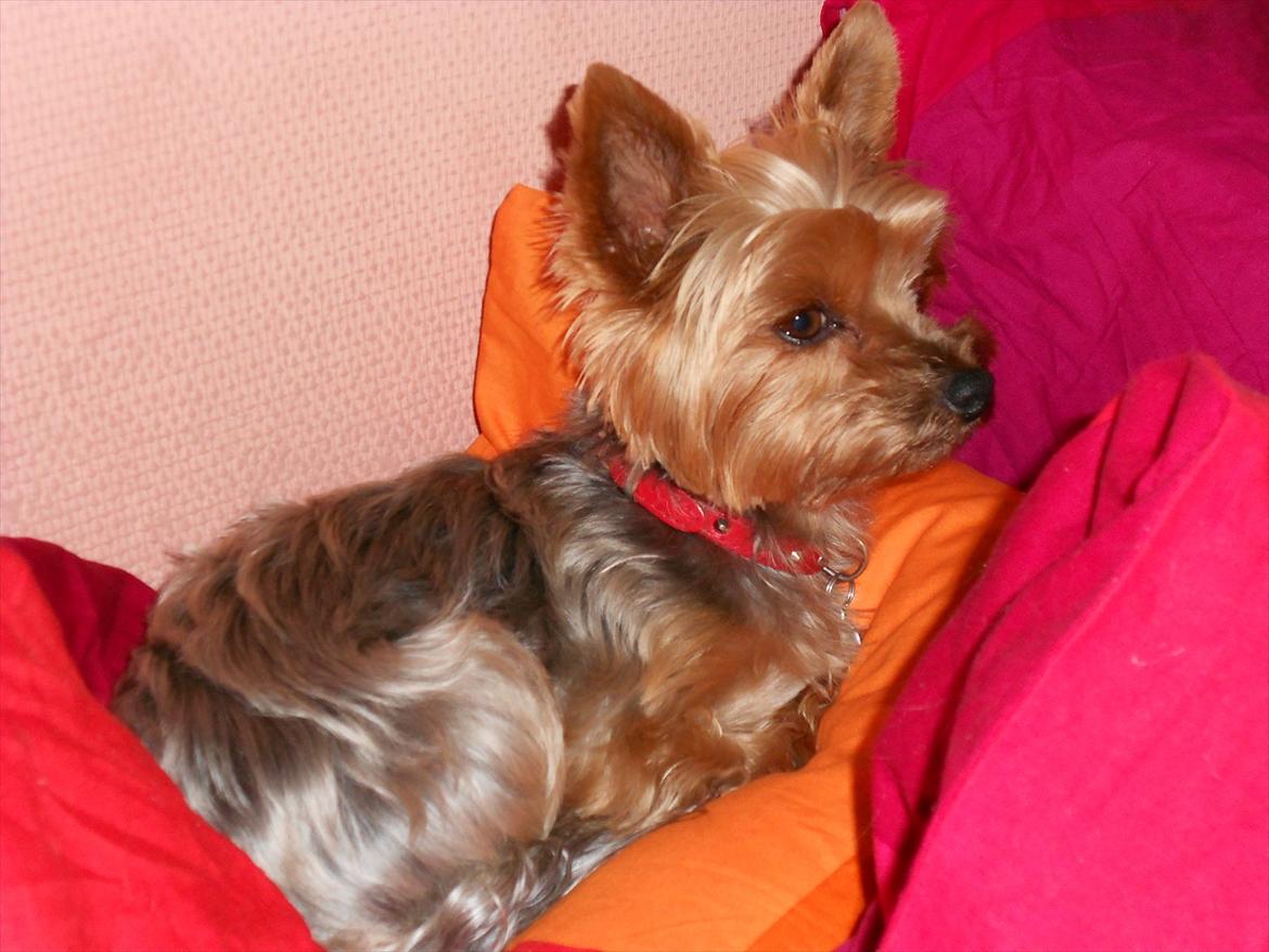 Yorkshire terrier Freja - Freja nyklippet næææsten 3 år gammel billede 14