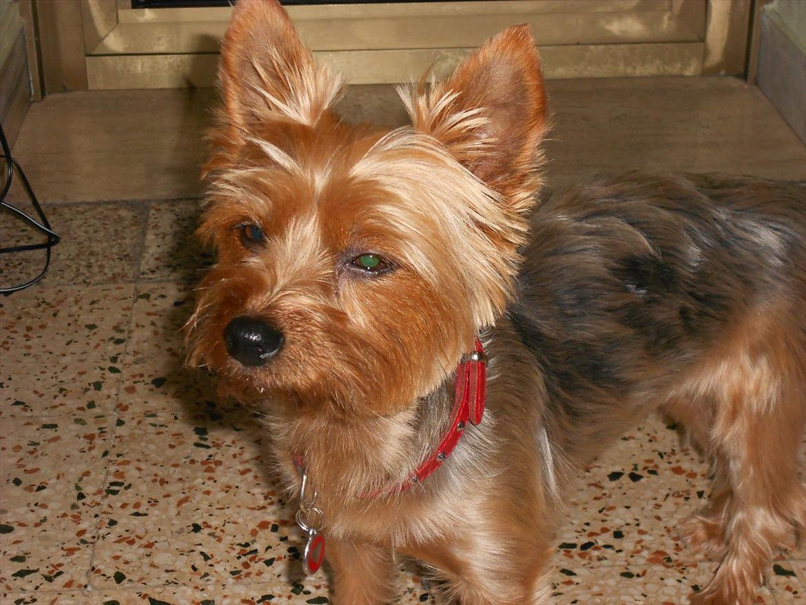 Yorkshire terrier Fifi billede 15