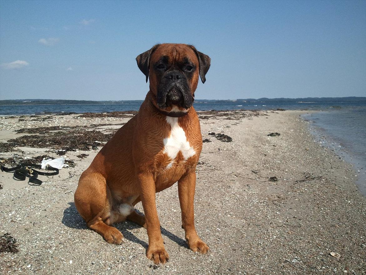 Boxer Lucca - Januar 2012
En tur ved Horsens fjord billede 1