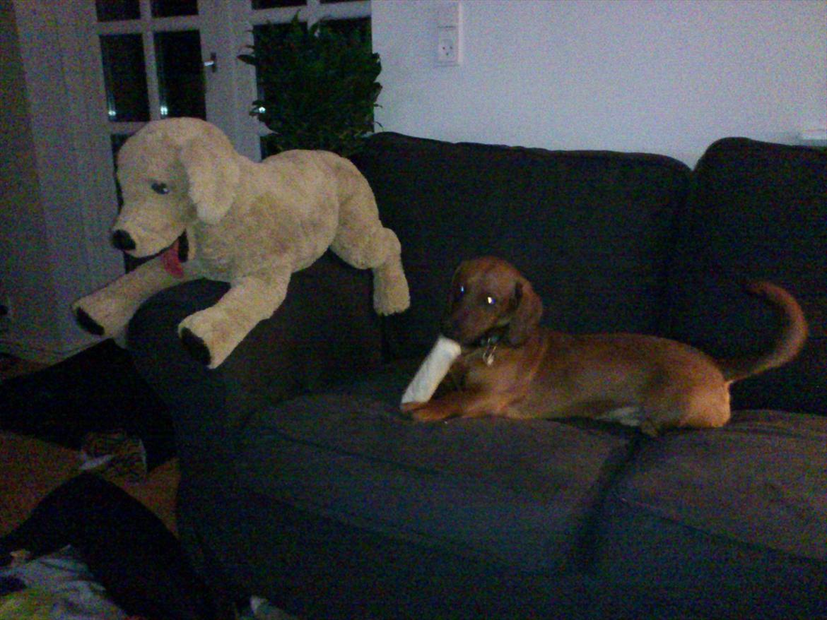 Gravhund Buster - Buster´s nye lille tøjdyr ;-) billede 19