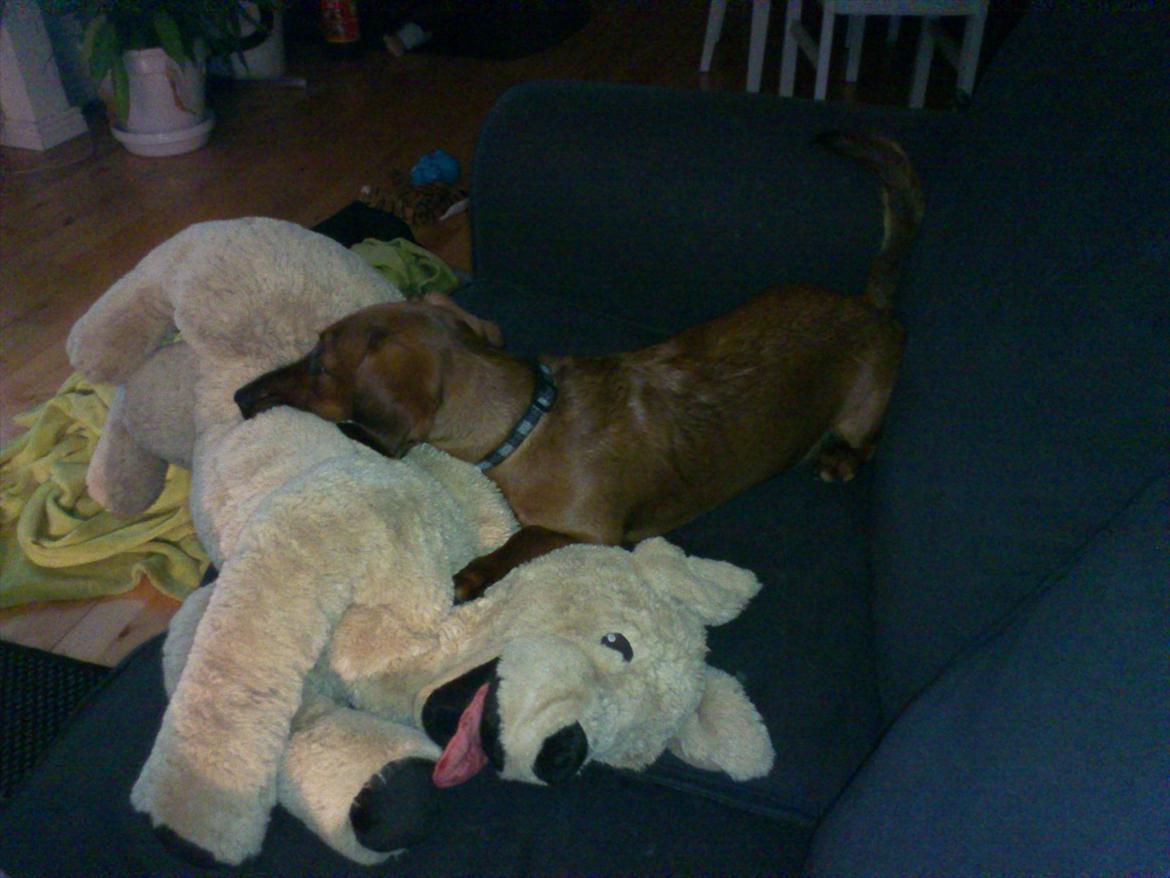 Gravhund Buster - Buster´s nye lille tøjdyr ;-) billede 20
