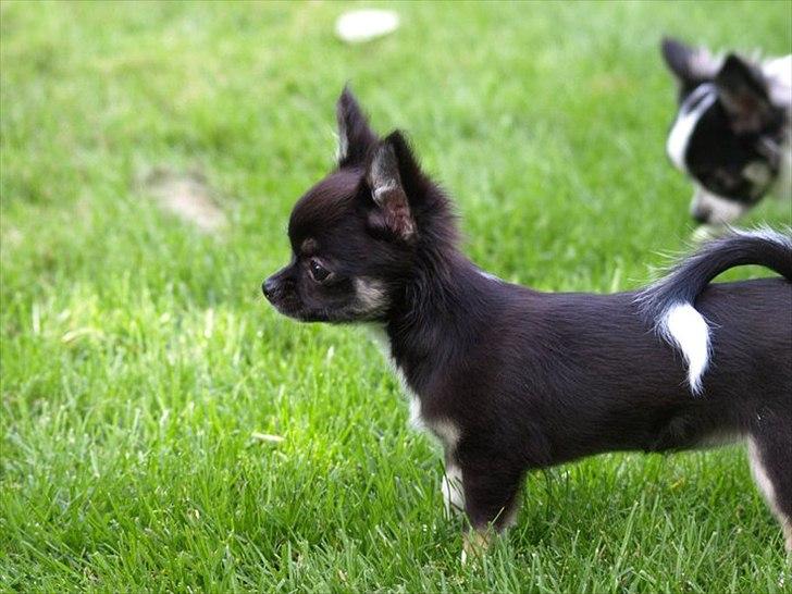 Chihuahua Pixie (Himmelhund) <3 - Pixie til hvalpetræf hos vores opdrætter :)  billede 1