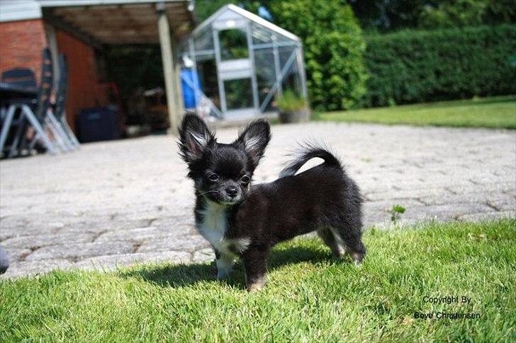 Chihuahua Pixie (Himmelhund) <3 - Pixie som model :)  billede 2