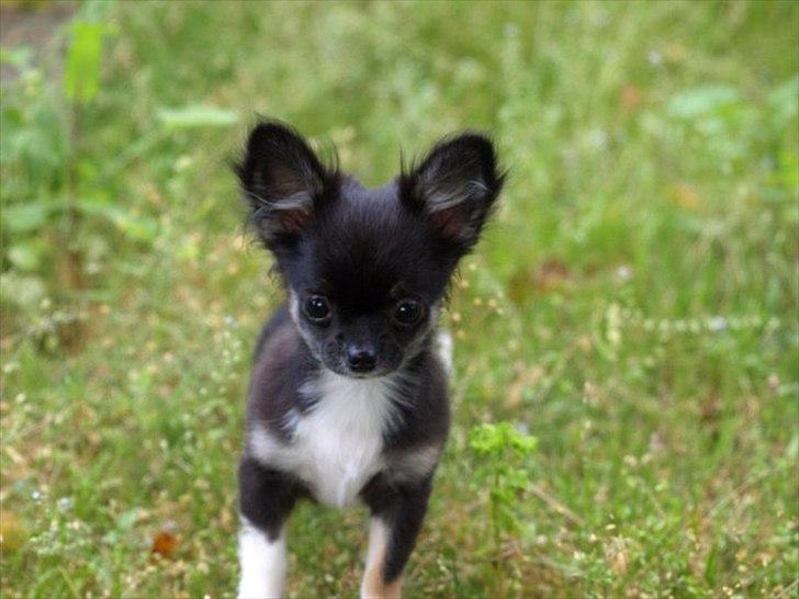 Chihuahua Pixie (Himmelhund) <3 billede 3