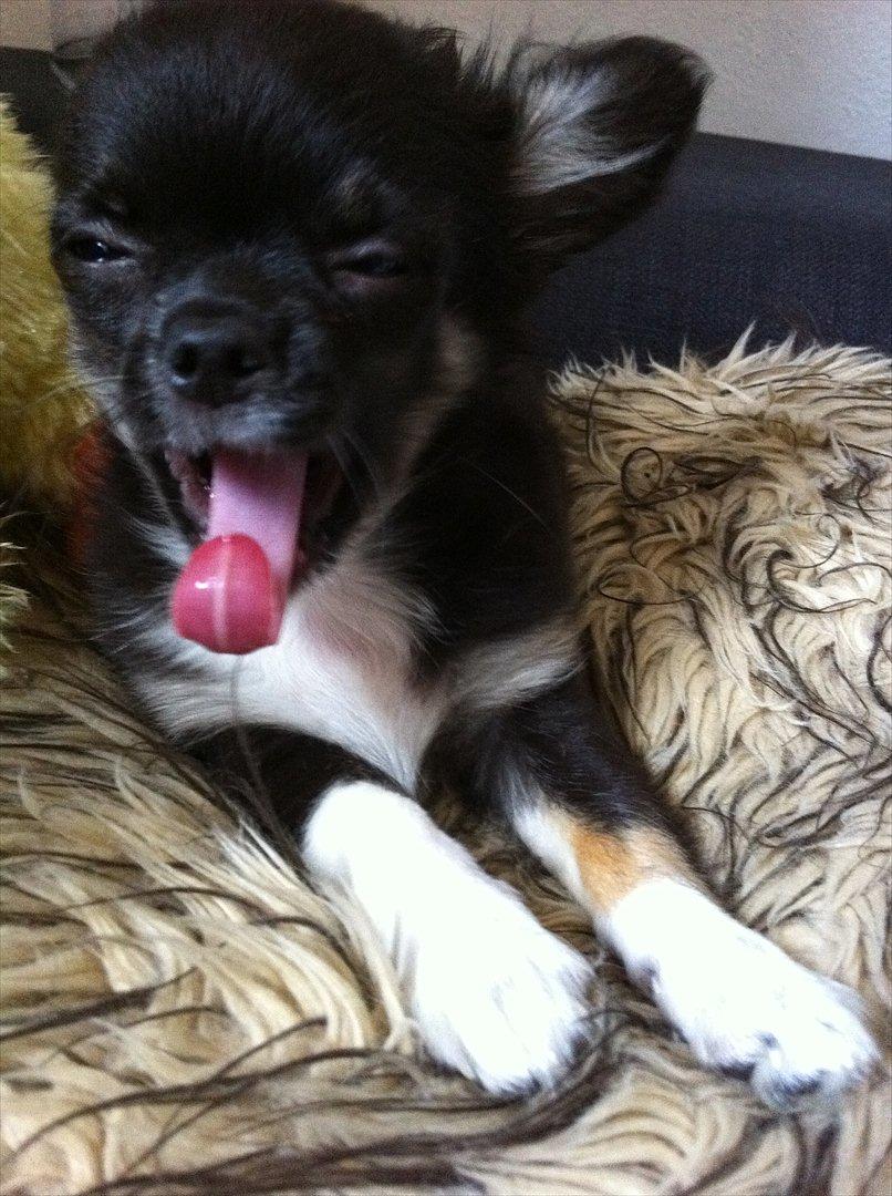 Chihuahua Pixie (Himmelhund) <3 billede 4