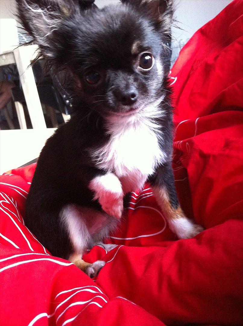 Chihuahua Pixie (Himmelhund) <3 billede 5