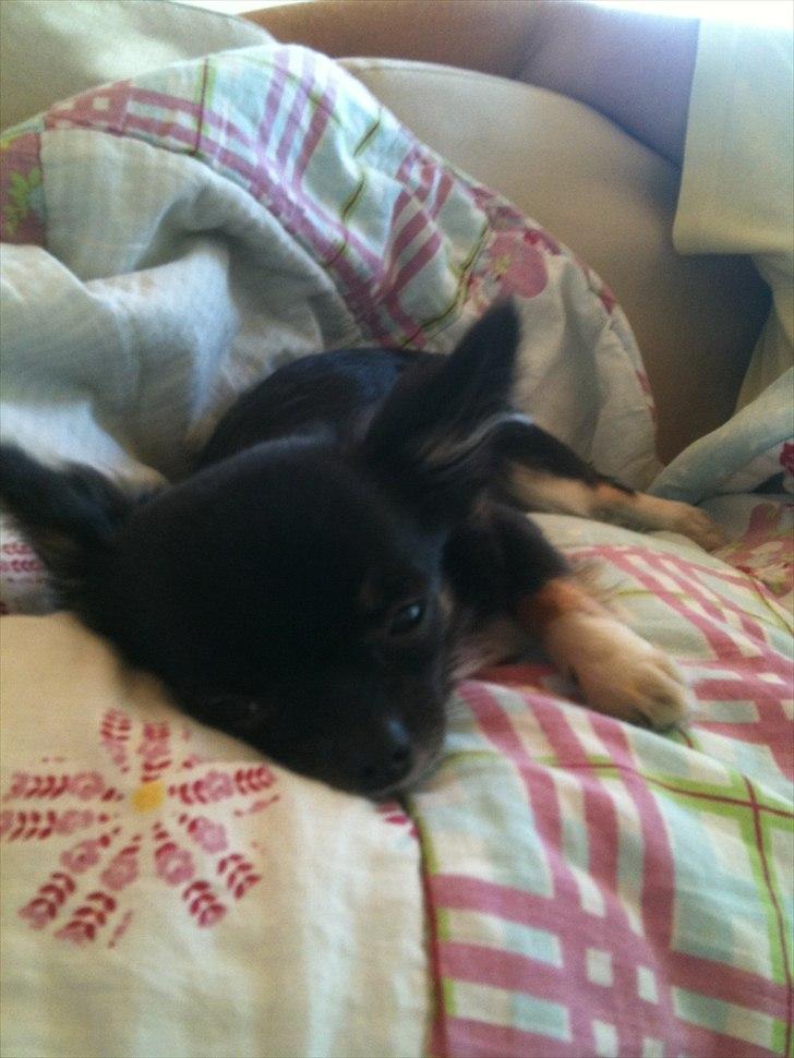 Chihuahua Pixie (Himmelhund) <3 billede 6