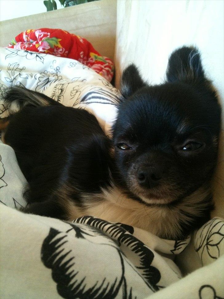 Chihuahua Pixie (Himmelhund) <3 - Divaen <3 billede 7