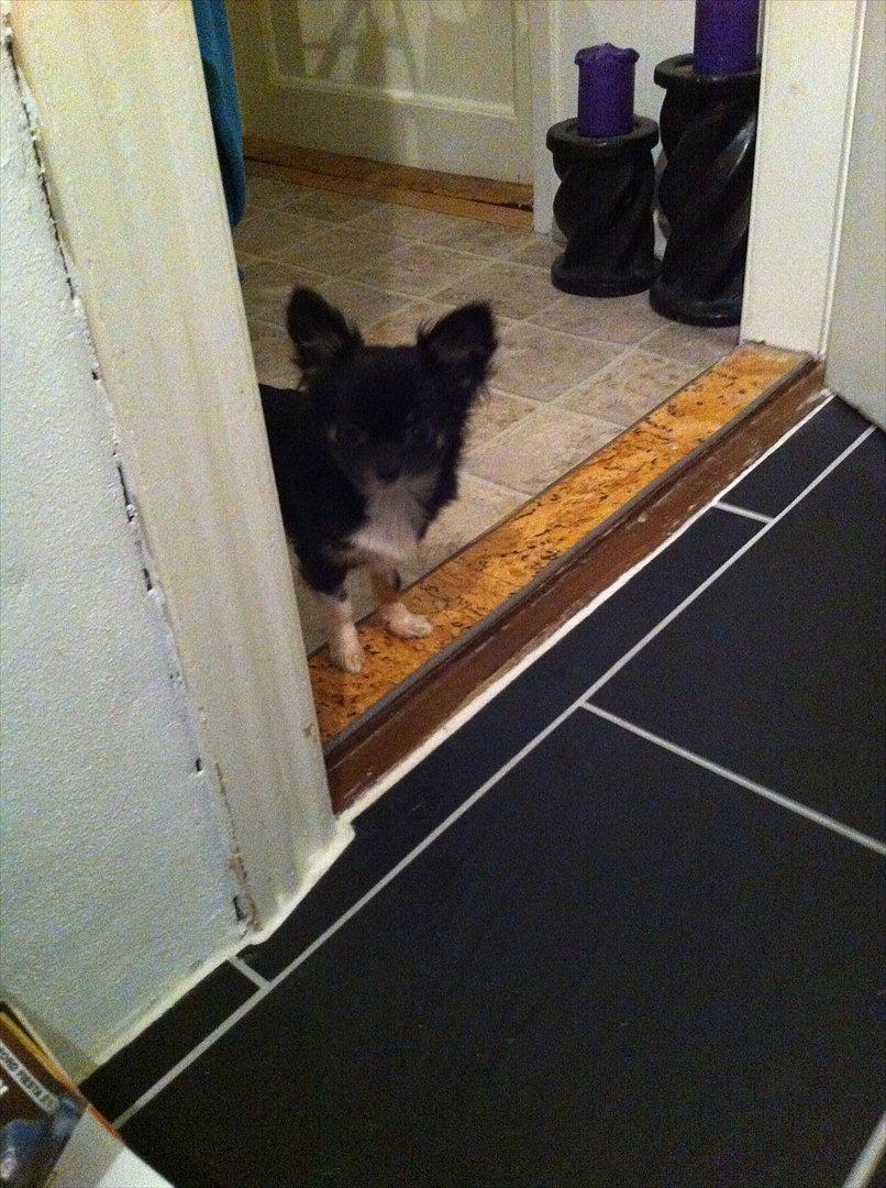 Chihuahua Pixie (Himmelhund) <3 - Hej hej, her er jeg :)  billede 8