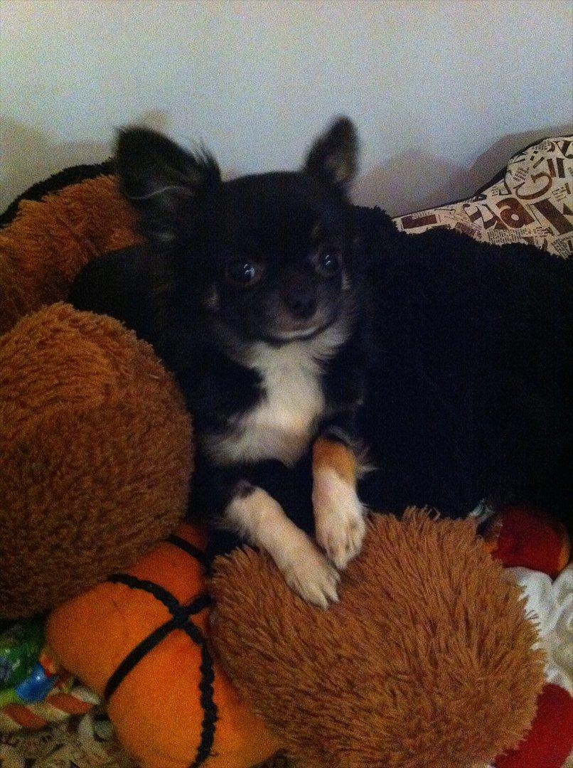 Chihuahua Pixie (Himmelhund) <3 billede 9