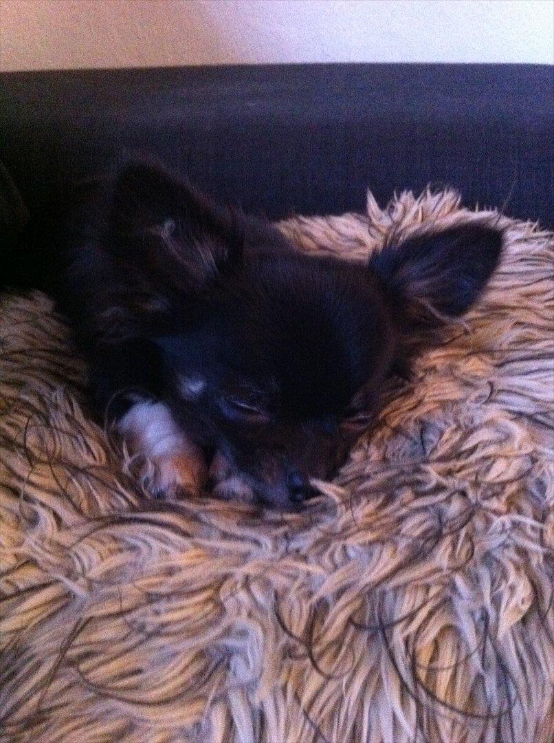 Chihuahua Pixie (Himmelhund) <3 billede 10