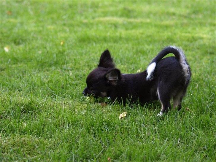 Chihuahua Pixie (Himmelhund) <3 - Skal vi slås? :)  billede 11