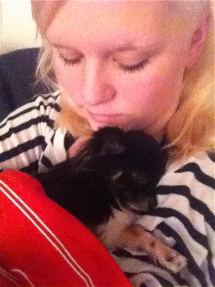 Chihuahua Pixie (Himmelhund) <3 - Pixie & mor :)  billede 12