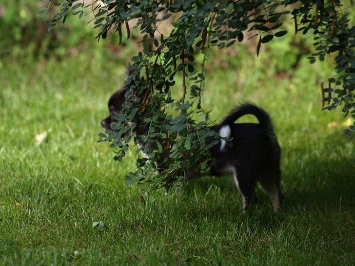 Chihuahua Pixie (Himmelhund) <3 - Gemmer mig lige (:  billede 13