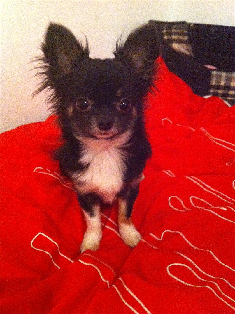 Chihuahua Pixie (Himmelhund) <3 - Pixie' mus <3 billede 14